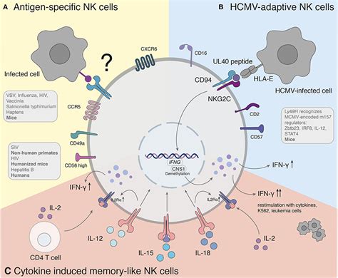 Frontiers Nk Cell Mediated Recall Responses Memory Like Adaptive