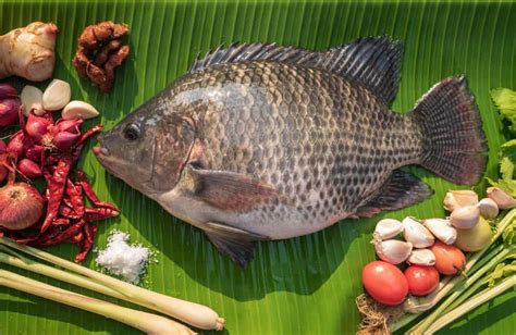 Is Tilapia A Real Fish Explained United States Knewsmedia