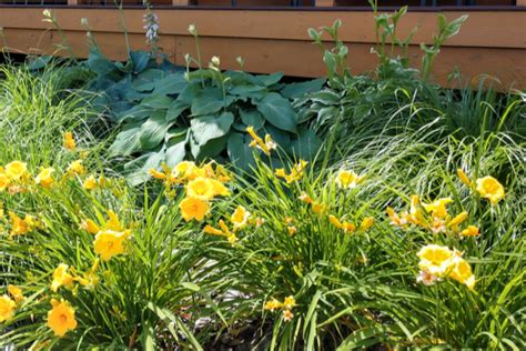 What To Do With Daylilies After They Bloom Daylily Care 101