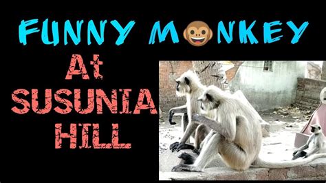 Funny Monkey Play Youtube