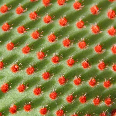 Cactus Texturas