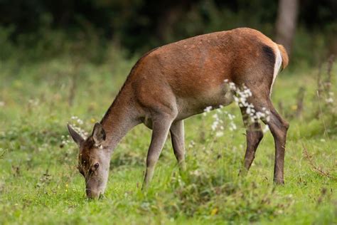 What To Feed Deer In Backyard For Their Best Health Florgeous