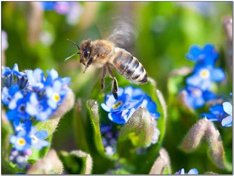 Many native plants are very attractive to honey bees and native bees. flowers to attract bees australia - Google Search | Plants ...