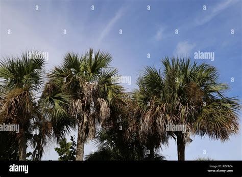 Puerto Rican Hat Palm Trees On A Warm Sky Sabal Causiarum Stock Photo