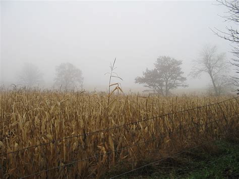 Field Of Fog Free Photo Download Freeimages