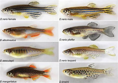Color Pattern Diversity In The Danio Group Of Fish Text On The Bottom