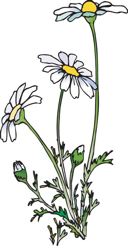 Daisy Line Drawing Free Download On Clipartmag