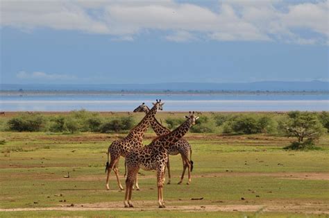 Lake Manyara National Park National Parks In Tanzania