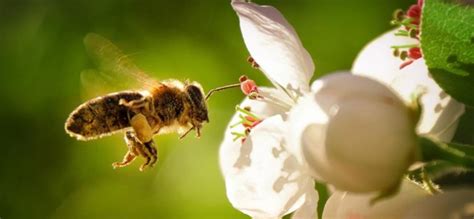 World Bee Day 2020 Hd Pictures Images And Ultra Hd Wallpapers For
