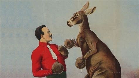 The Great Kangaroo Fight Of 1894 History Out There
