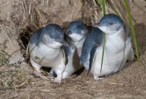 Facts About Little Blue Penguins Babies Fun Facts For Kids