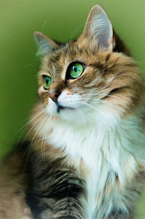 Fluffy Green Eyed Cat Cat Feline Beautiful Beautiful Kittens Cute
