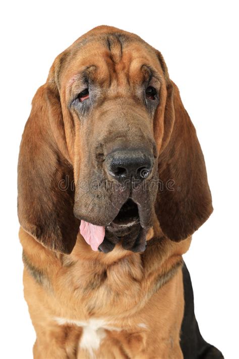 Purebred Bloodhound Dog Stock Image Image Of Hound Posing 92255753