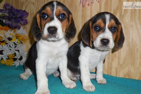 Snoopy Baby Beagle Puppy For Sale Near Chicago Illinois 9892fcaa 2791