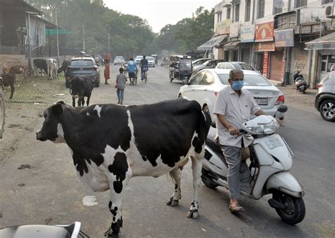 Amritsar Despite Cow Cess Stray Cattle Menace Continues The Tribune India
