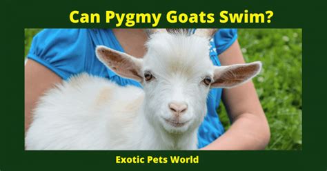 Can Pygmy Goats Swim Exotic Pets World