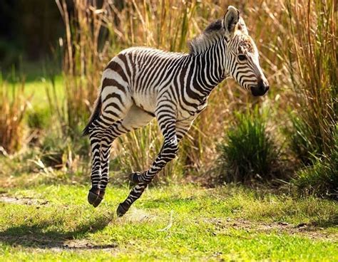 Animal Kingdoms Baby Zebra Is Introduced To The Savanna And Has A Name