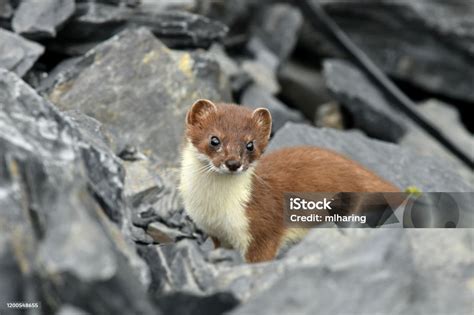 Short Tailed Weasel Ermine Stock Photo Download Image Now Alaska