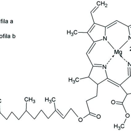 Estructura química de la clorofila a y la clorofila b Figure 2