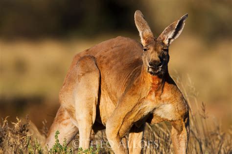 Red Kangaroo Male Theo Allofs Photography