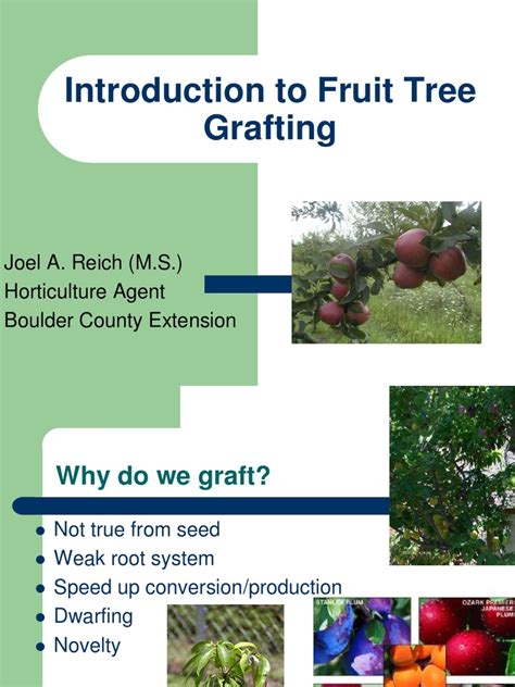 It is generally done at the latter part of the growing season. Introduction to Fruit Tree Grafting | Grafting | Botany