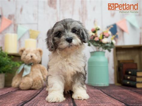 Our mini cavapoo pups have the the potential to be the best pet you and your family will have as long as you are committed to them like they will be to you! Puppies For Sale | Cavapoo puppies, Puppies, Cavapoo ...