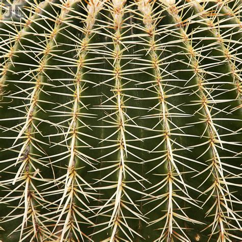 Cactus Flickr Photo Sharing