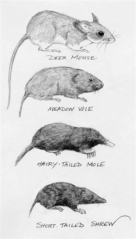 Mole Vs Vole Vs Shrew Vs Mouse Outside