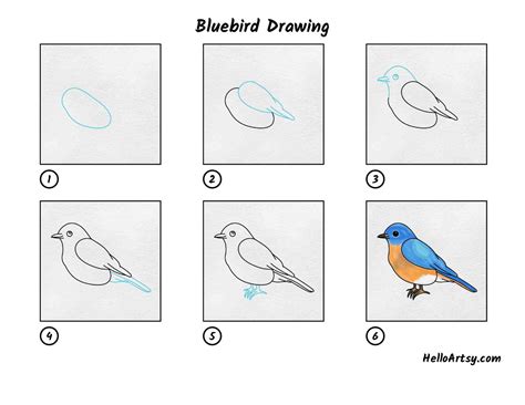 Bluebird Drawing Allen Toonow