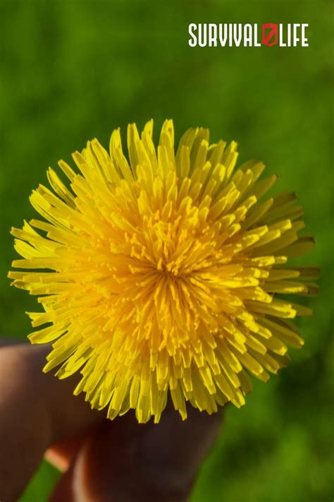 Can You Eat Dandelions Which Are The Edible Parts And How To Eat Them