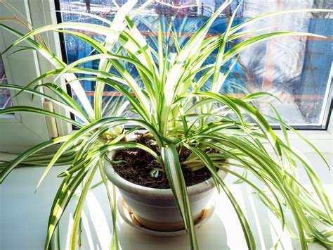 Spider Plant Germination Tips On Growing Spider Plants From Seed