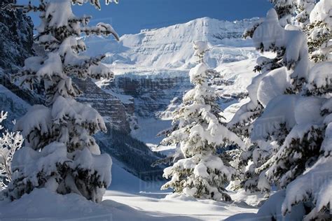 Snow Covered Mountain Framed By Snow Covered Evergreen Trees Against A