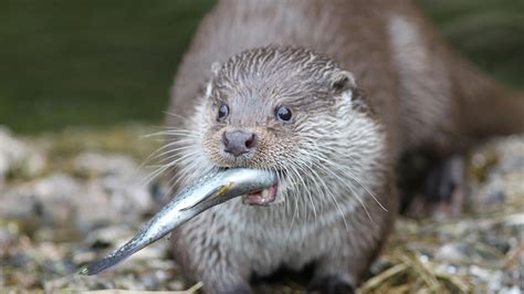 Some pets are worth more than the value listed. Sequencing the otter genome to improve environmental ...