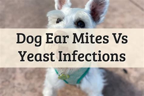 Yeast Infection In Dog Ears Ubicaciondepersonascdmxgobmx