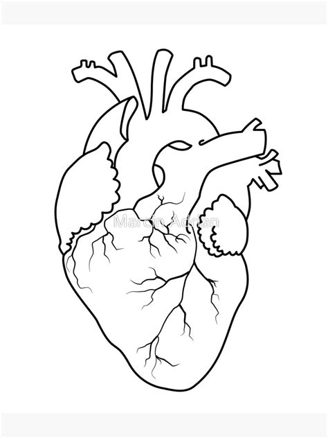 Human Heart As Outlines Contour Line Poster Von Marcinadrian Redbubble