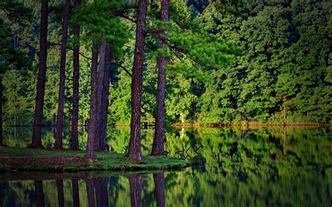 Summer Trees Forest Lake Reflection Spruce Landscape