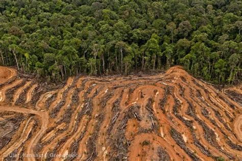 Photos Greenpeace Stages Protest In Rainforest Destroyed For Palm Oil