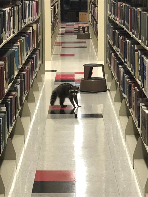Video Multiple Raccoons Take Over The Library At Arkansas State The