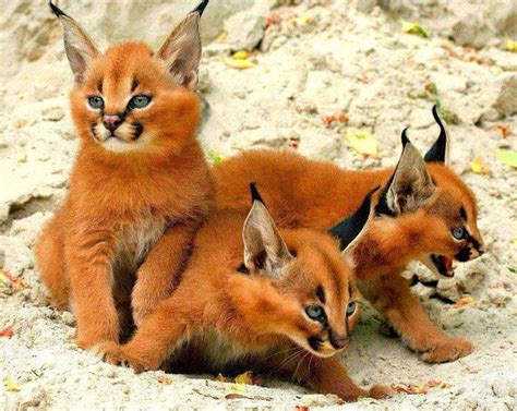 Caracal Kittens Каракал Детеныши животных Фотографии животных