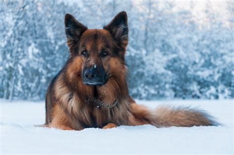 Download Snow Winter Dog Animal German Shepherd Hd Wallpaper