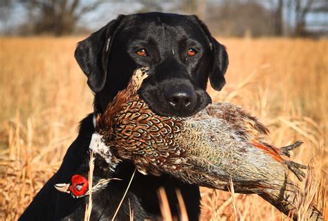 What Is The Best Hunting Dog For Pheasant