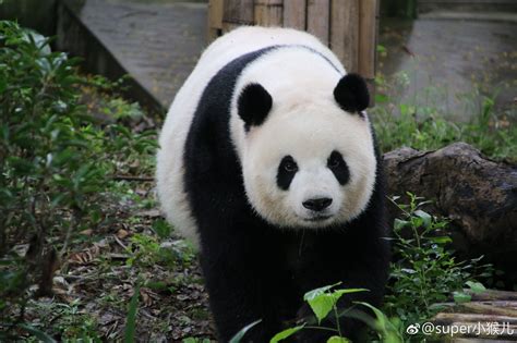 Giant Panda Meng Meng At Chengdu Research Base Of Giant Panda Breeding