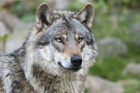 Find the perfect wolf picture from over 2,000 of the best wolf images. Wolf - Dierenrijk
