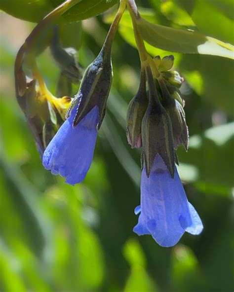 Aspen Bluebells 3x Magnification Alpine Flowers Blooming Flickr