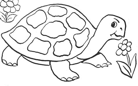 Pin on Tortue