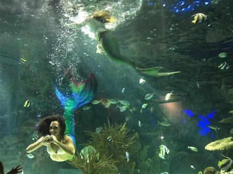 Ripleys Aquarium Mermaid Interacting With Kids Picture Of Ripleys