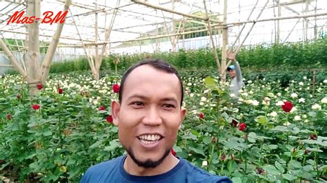 Kebun Bunga Ross Yang Indah Youtube