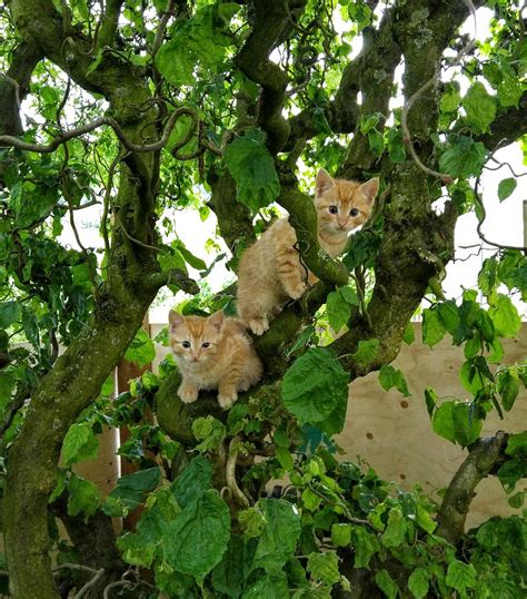 Hd Wallpaper Baby Kitten Red Cat Cat Tree Baby Cat Hazelnut Pet