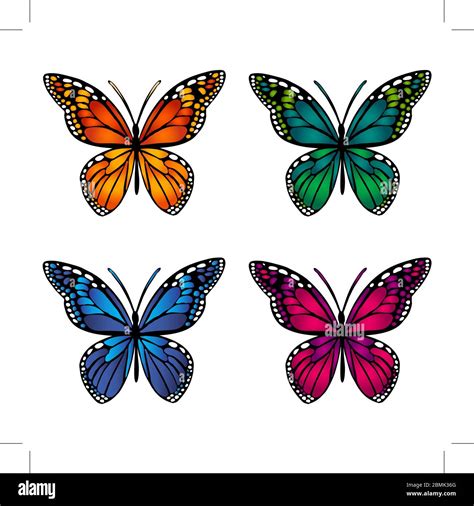 Exotic Black White Orange Butterfly Stock Vector Images Alamy