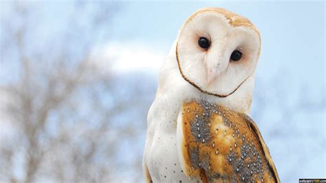 Owl Screensavers Wallpaper 70 Images